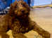DNA TESTED MINIATURE RED GOLDENDOODLE FEMALE