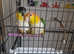 Caiques black headed male yellow  female