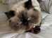 Exotic Persian *please read*