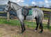 14.3 connemara gelding