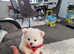 Pomeranian  teddy bear  2 female 7 weeks old