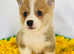 Adorable Corgi Puppies!!