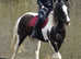 13.3 Mare £2500