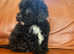 Adorable toy poodles
