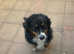 Female Bernese mountain dog