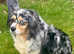 Beautiful Mini Australian Shepherd girl for sale