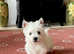 West Highland female terrier puppy