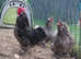 Rare blue faverolle bantams