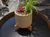 FAUX potted plant in polka dot planter