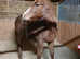 April 2023 filly to make 16-16-16.2hh
