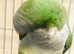 Beautiful baby Quaker green talking parrot