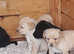 Labrador pups for sale