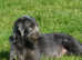 Bedlington whippet x border terrier puppies