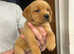 Fox red health checked Labrador pups