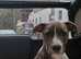 Staffy X Lurcher (Guard dog) (Needs rehoming)