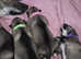 1 boy left last of the litter all rest have good hames
