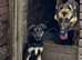 Stunning German Shepard x Collie one dog left