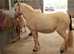 Palamino Gelding 10yr old 12'2hh perfect children's pony