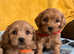 Cavachon x toy poodle puppies