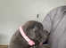 Small breed staffs