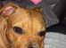 11 month old female puppy