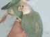 Hand reared cinammon conures baby