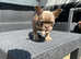 Urgent Female Newshade Isabella & tan carrying fluffy