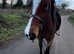 Rising 6 yr old newforest mare 13.3/ 14 hh