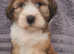 Stunning Tibetan Terriers