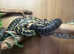2 inland carpets python snakes