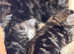Norwegian Forest x Scottish Fold kittens