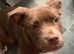 North American mastiff x