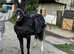 Welsh C Gelding looking for a new family