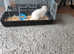 Lop eared rabbit male 12 months old