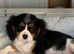Beautiful Tri Cavalier King Charles Puppy