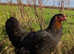 Black Copper Marans