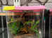 Yunnan Flower Mantis with Starter Setup at Birmingham Reptiles