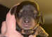 Mini long haired dachshund last boy