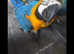 BLUE AND GOLD MACAW