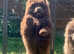 Chocolate chow chow male pup