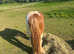 ***REDUCED*** Stunning red and white filly