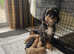 Toy Bernedoodles