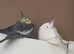 Bonded pair cockatiels Kent