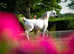 Arabian stallion ,Show trained  broken to ride super mover