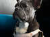 Amazing female french bulldog