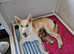 Northern Inuit