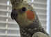 Cockatiel