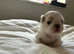 Stunning Pekingese Puppies