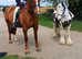 Full,part or working livery space available Grimsby