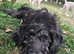 Shepadoodle Puppies *health tested parents*